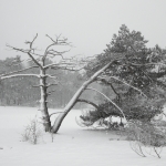 De Veluwe De Veluwe
