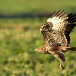 De Buizerd De Buizerd