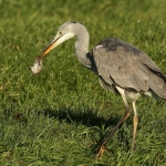 Reigers Reigers