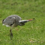 Reigers Reigers