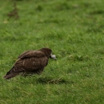 De Buizerd De Buizerd