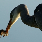 Reigers Reigers