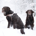 Honden Honden