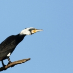 Vogels Vogels