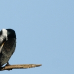 Vogels Vogels