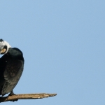 Vogels Vogels