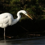 Reigers Reigers