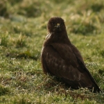 De Buizerd De Buizerd