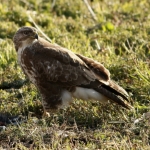 De Buizerd De Buizerd