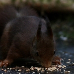 De Veluwe De Veluwe