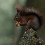 De Veluwe De Veluwe