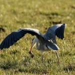 Reigers Reigers