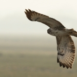 De Buizerd De Buizerd