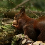 De Veluwe De Veluwe
