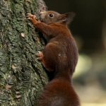 De Veluwe De Veluwe
