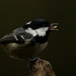 Vogels Vogels