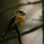 Vogels Vogels