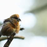 Vogels Vogels