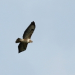De Buizerd De Buizerd