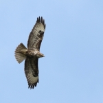 De Buizerd De Buizerd