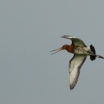 Grutto Grutto
