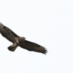 De Buizerd De Buizerd