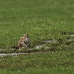 De Buizerd De Buizerd