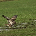 De Buizerd De Buizerd