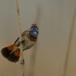 Vogels Vogels