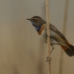 Vogels Vogels