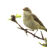 Vogels Vogels