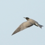 Vogels Vogels