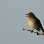 Vogels Vogels