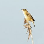 Vogels Vogels