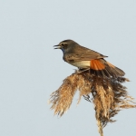 Vogels Vogels