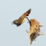 Vogels Vogels
