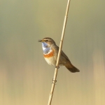 Vogels Vogels