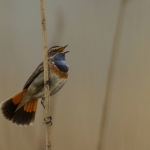 Vogels Vogels