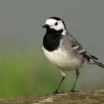 Vogels Vogels