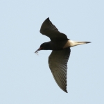Vogels Vogels