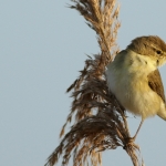 Vogels Vogels