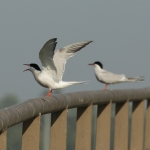 Vogels Vogels