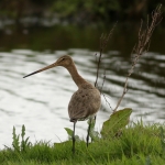Grutto Grutto