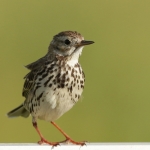 Vogels Vogels
