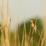 Vogels Vogels
