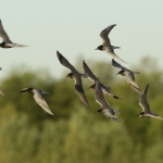 Vogels Vogels