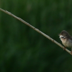 Vogels Vogels