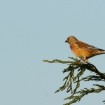 Vogels Vogels