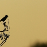 Vogels Vogels