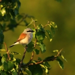 Vogels Vogels